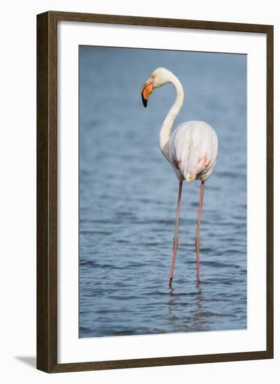 Greater Flamingo (Phoenicopterus Roseus), Camargue, Provence-Alpes-Cote D'Azur, France, Europe-Sergio Pitamitz-Framed Photographic Print