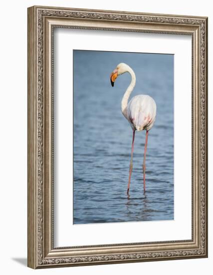 Greater Flamingo (Phoenicopterus Roseus), Camargue, Provence-Alpes-Cote D'Azur, France, Europe-Sergio Pitamitz-Framed Photographic Print