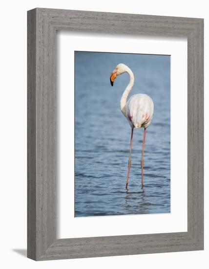 Greater Flamingo (Phoenicopterus Roseus), Camargue, Provence-Alpes-Cote D'Azur, France, Europe-Sergio Pitamitz-Framed Photographic Print