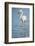 Greater Flamingo (Phoenicopterus Roseus), Camargue, Provence-Alpes-Cote D'Azur, France, Europe-Sergio Pitamitz-Framed Photographic Print