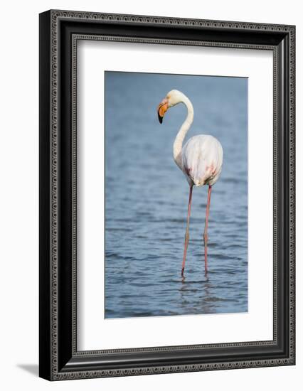 Greater Flamingo (Phoenicopterus Roseus), Camargue, Provence-Alpes-Cote D'Azur, France, Europe-Sergio Pitamitz-Framed Photographic Print