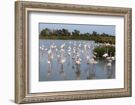 Greater Flamingo (Phoenicopterus Roseus), Camargue, Provence-Alpes-Cote D'Azur, France, Europe-Sergio Pitamitz-Framed Photographic Print