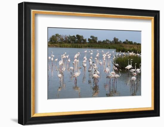 Greater Flamingo (Phoenicopterus Roseus), Camargue, Provence-Alpes-Cote D'Azur, France, Europe-Sergio Pitamitz-Framed Photographic Print