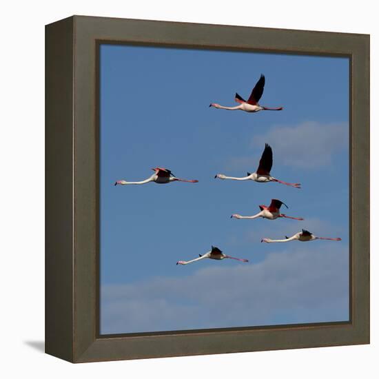 Greater flamingo (Phoenicopterus roseus) flock in flight,  Pont de Gau, Camargue, France, May-Loic Poidevin-Framed Premier Image Canvas