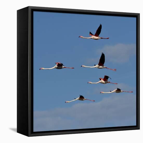 Greater flamingo (Phoenicopterus roseus) flock in flight,  Pont de Gau, Camargue, France, May-Loic Poidevin-Framed Premier Image Canvas