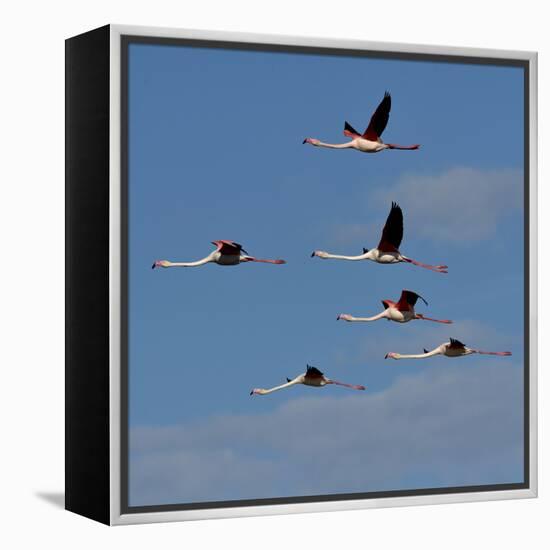 Greater flamingo (Phoenicopterus roseus) flock in flight,  Pont de Gau, Camargue, France, May-Loic Poidevin-Framed Premier Image Canvas