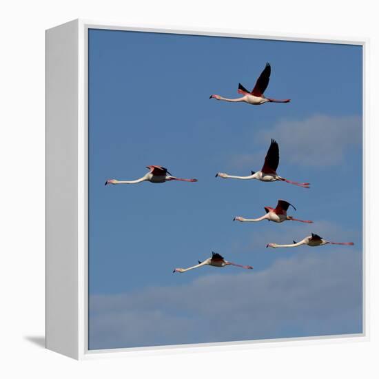 Greater flamingo (Phoenicopterus roseus) flock in flight,  Pont de Gau, Camargue, France, May-Loic Poidevin-Framed Premier Image Canvas