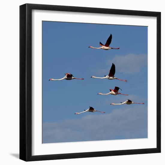 Greater flamingo (Phoenicopterus roseus) flock in flight,  Pont de Gau, Camargue, France, May-Loic Poidevin-Framed Photographic Print