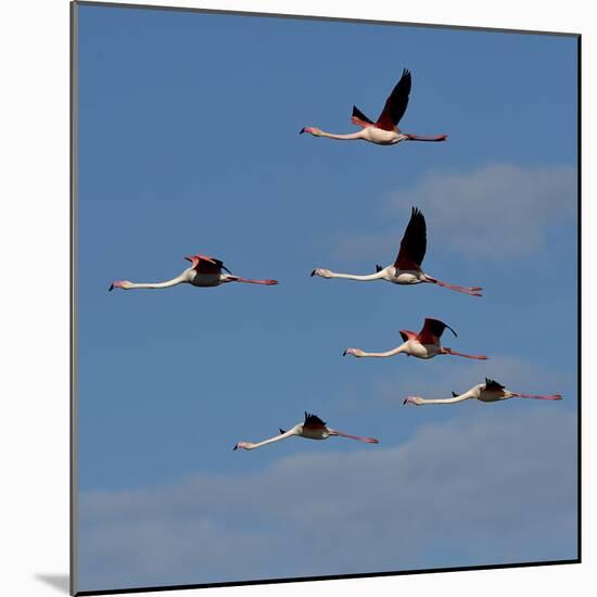 Greater flamingo (Phoenicopterus roseus) flock in flight,  Pont de Gau, Camargue, France, May-Loic Poidevin-Mounted Photographic Print