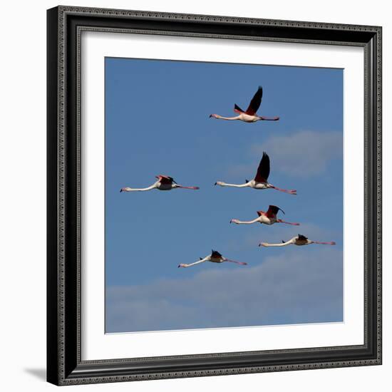 Greater flamingo (Phoenicopterus roseus) flock in flight,  Pont de Gau, Camargue, France, May-Loic Poidevin-Framed Photographic Print