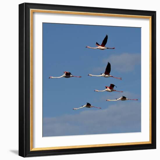 Greater flamingo (Phoenicopterus roseus) flock in flight,  Pont de Gau, Camargue, France, May-Loic Poidevin-Framed Photographic Print
