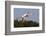 Greater Flamingo (Phoenicopterus Roseus) in Flight, Camargue, France, May 2009-Allofs-Framed Photographic Print