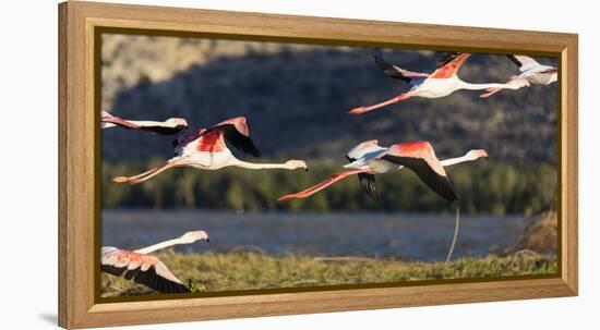 Greater flamingo (Phoenicopterus roseus), St. Augustine, southern area, Madagascar, Africa-Christian Kober-Framed Premier Image Canvas