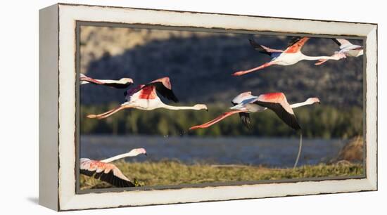 Greater flamingo (Phoenicopterus roseus), St. Augustine, southern area, Madagascar, Africa-Christian Kober-Framed Premier Image Canvas