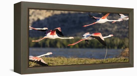 Greater flamingo (Phoenicopterus roseus), St. Augustine, southern area, Madagascar, Africa-Christian Kober-Framed Premier Image Canvas