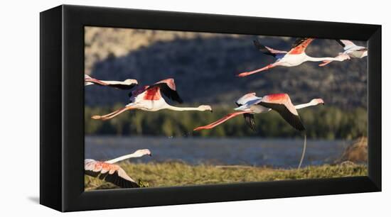 Greater flamingo (Phoenicopterus roseus), St. Augustine, southern area, Madagascar, Africa-Christian Kober-Framed Premier Image Canvas