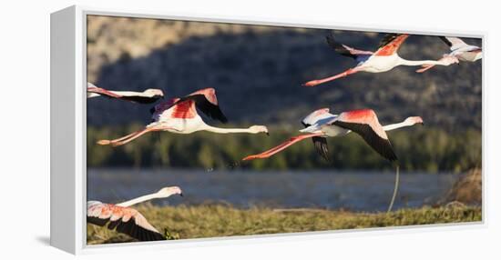 Greater flamingo (Phoenicopterus roseus), St. Augustine, southern area, Madagascar, Africa-Christian Kober-Framed Premier Image Canvas