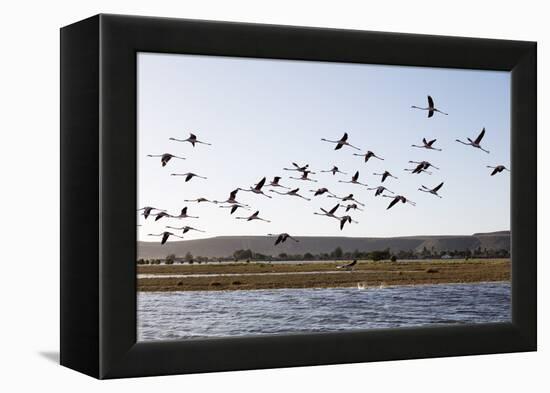 Greater flamingo (Phoenicopterus roseus), St. Augustine, southern area, Madagascar, Africa-Christian Kober-Framed Premier Image Canvas