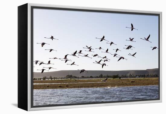 Greater flamingo (Phoenicopterus roseus), St. Augustine, southern area, Madagascar, Africa-Christian Kober-Framed Premier Image Canvas