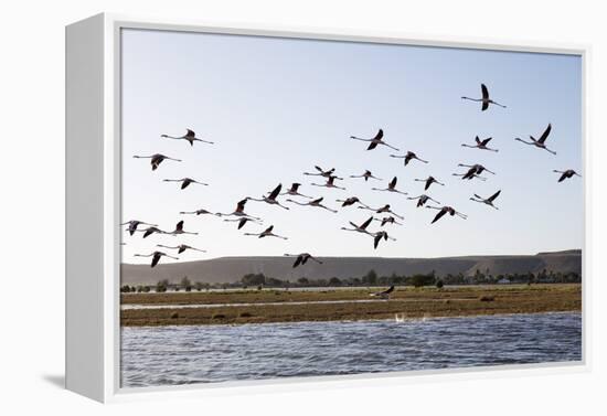 Greater flamingo (Phoenicopterus roseus), St. Augustine, southern area, Madagascar, Africa-Christian Kober-Framed Premier Image Canvas