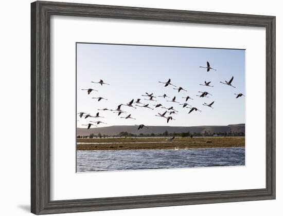 Greater flamingo (Phoenicopterus roseus), St. Augustine, southern area, Madagascar, Africa-Christian Kober-Framed Photographic Print