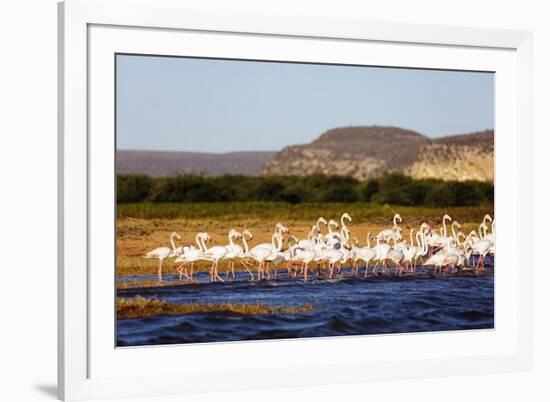 Greater flamingo (Phoenicopterus roseus), St. Augustine, southern area, Madagascar, Africa-Christian Kober-Framed Photographic Print