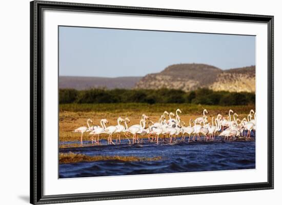 Greater flamingo (Phoenicopterus roseus), St. Augustine, southern area, Madagascar, Africa-Christian Kober-Framed Photographic Print