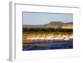 Greater flamingo (Phoenicopterus roseus), St. Augustine, southern area, Madagascar, Africa-Christian Kober-Framed Photographic Print