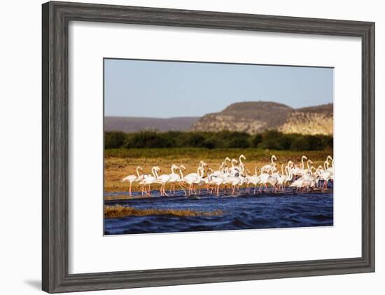 Greater flamingo (Phoenicopterus roseus), St. Augustine, southern area, Madagascar, Africa-Christian Kober-Framed Photographic Print