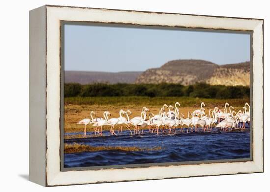 Greater flamingo (Phoenicopterus roseus), St. Augustine, southern area, Madagascar, Africa-Christian Kober-Framed Premier Image Canvas
