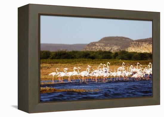 Greater flamingo (Phoenicopterus roseus), St. Augustine, southern area, Madagascar, Africa-Christian Kober-Framed Premier Image Canvas