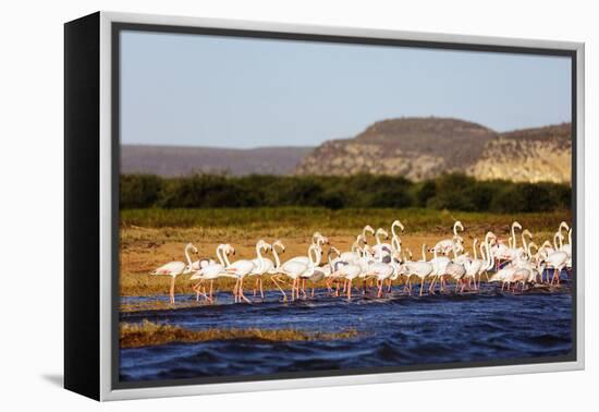 Greater flamingo (Phoenicopterus roseus), St. Augustine, southern area, Madagascar, Africa-Christian Kober-Framed Premier Image Canvas