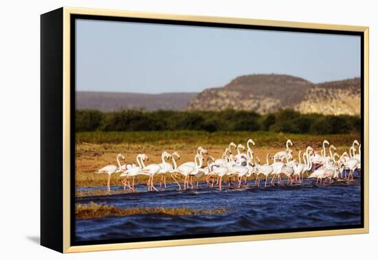 Greater flamingo (Phoenicopterus roseus), St. Augustine, southern area, Madagascar, Africa-Christian Kober-Framed Premier Image Canvas