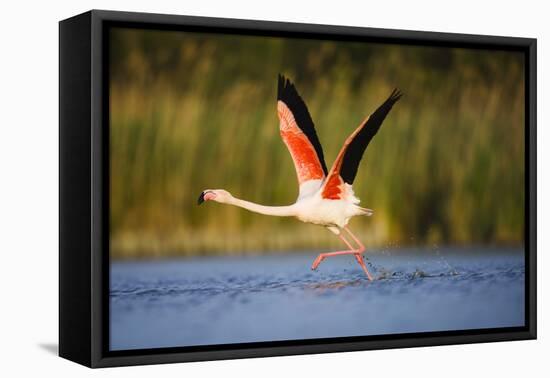 Greater Flamingo (Phoenicopterus Roseus) Taking Off from Lagoon, Camargue, France, May 2009-Allofs-Framed Premier Image Canvas