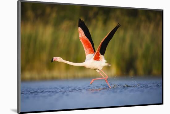 Greater Flamingo (Phoenicopterus Roseus) Taking Off from Lagoon, Camargue, France, May 2009-Allofs-Mounted Photographic Print