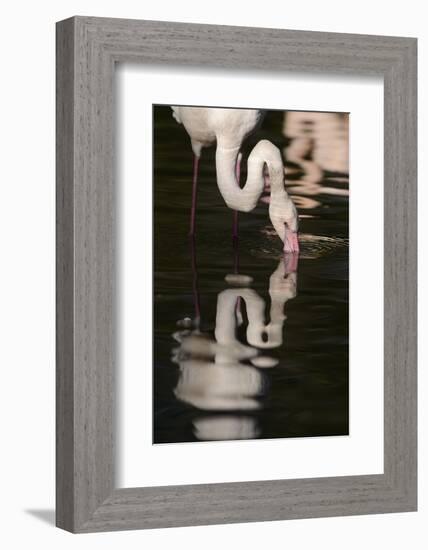 Greater Flamingo, Phoenicopterus Roseus-Andreas Keil-Framed Photographic Print