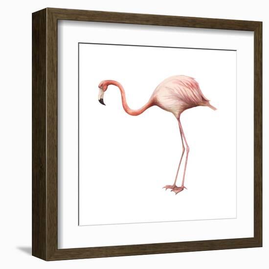 Greater Flamingo (Phoenicopterus Ruber), Birds-Encyclopaedia Britannica-Framed Art Print