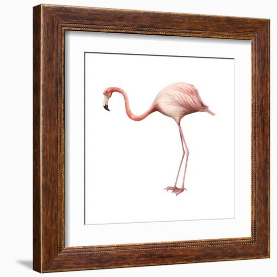 Greater Flamingo (Phoenicopterus Ruber), Birds-Encyclopaedia Britannica-Framed Art Print