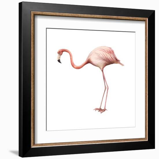 Greater Flamingo (Phoenicopterus Ruber), Birds-Encyclopaedia Britannica-Framed Art Print