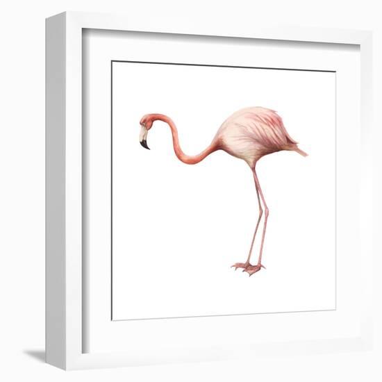 Greater Flamingo (Phoenicopterus Ruber), Birds-Encyclopaedia Britannica-Framed Art Print