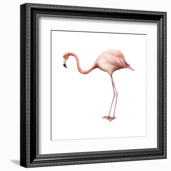 Greater Flamingo (Phoenicopterus Ruber), Birds-Encyclopaedia Britannica-Framed Art Print