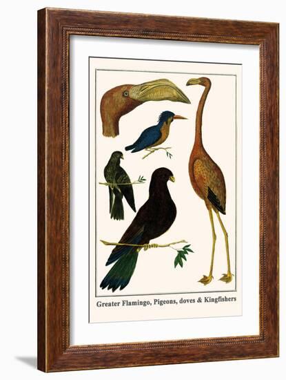 Greater Flamingo, Pigeons, Doves and Kingfishers-Albertus Seba-Framed Art Print