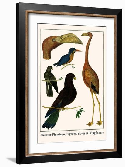 Greater Flamingo, Pigeons, Doves and Kingfishers-Albertus Seba-Framed Art Print