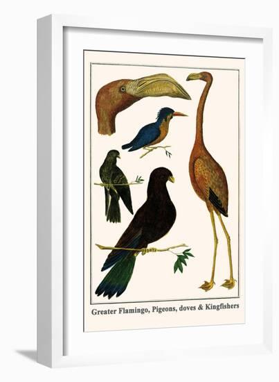 Greater Flamingo, Pigeons, Doves and Kingfishers-Albertus Seba-Framed Art Print