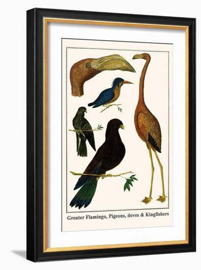 Greater Flamingo, Pigeons, Doves and Kingfishers-Albertus Seba-Framed Art Print