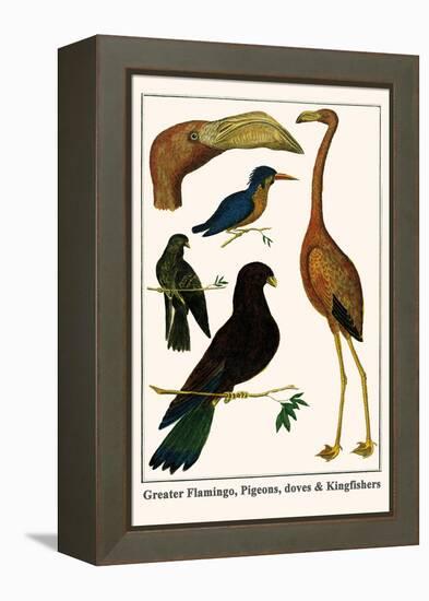Greater Flamingo, Pigeons, Doves and Kingfishers-Albertus Seba-Framed Stretched Canvas