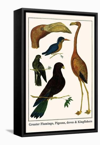 Greater Flamingo, Pigeons, Doves and Kingfishers-Albertus Seba-Framed Stretched Canvas