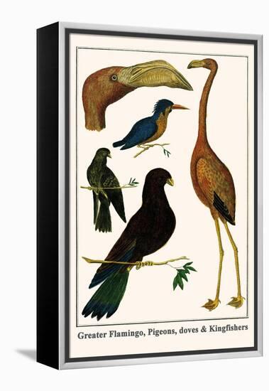 Greater Flamingo, Pigeons, Doves and Kingfishers-Albertus Seba-Framed Stretched Canvas