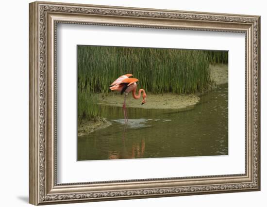 Greater Flamingo, Punta Moreno Isabela Island, Galapagos, Ecuador-Pete Oxford-Framed Photographic Print