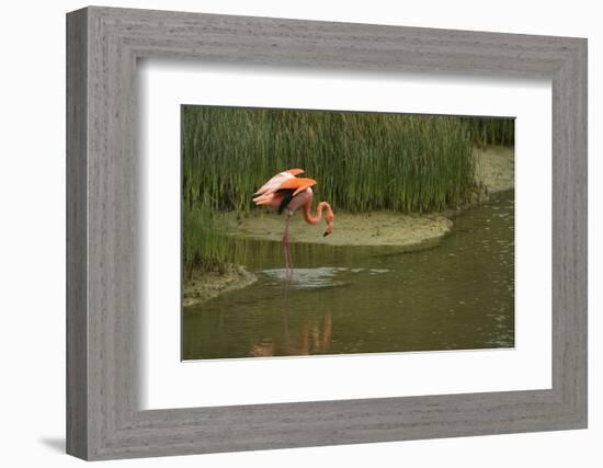 Greater Flamingo, Punta Moreno Isabela Island, Galapagos, Ecuador-Pete Oxford-Framed Photographic Print